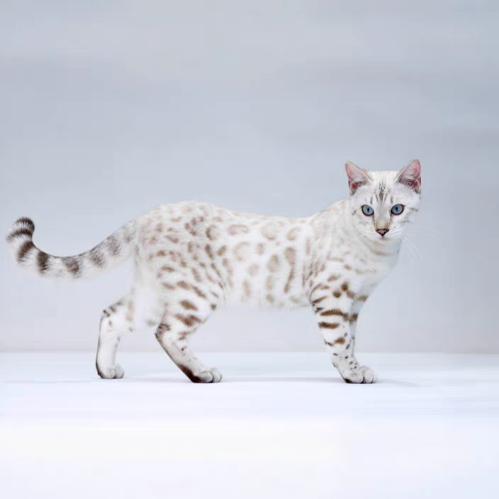 猫舍直销批发价格出售,孟加拉豹猫